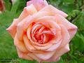 2003-0626Rose